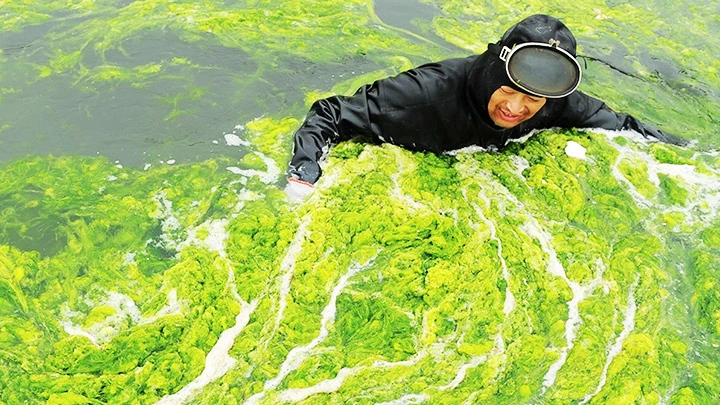 Công ty Algaeing thu thập tảo biển để sản xuất quần áo. Ảnh: NATGEO