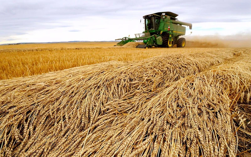 Ảnh minh họa cánh đồng lúa mì. (Nguồn: Reuters)