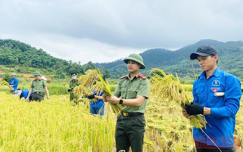 Đoàn viên, thanh niên tỉnh Nghệ An hỗ trợ bà con nông dân gặt lúa những ngày đầu tháng 6/2022.