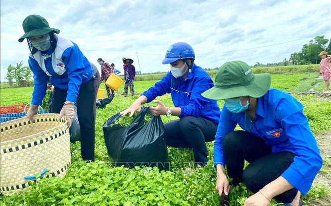 Thanh niên tình nguyện Huyện đoàn Phước Long (Bạc Liêu) với mô hình "Áo xanh ra đồng" hỗ trợ người dân thu hoạch rau màu. (Ảnh: TTXVN)