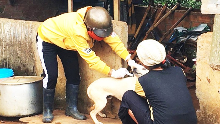 Cán bộ thú y ở Đắk Lắk tiêm vaccine phòng dại cho đàn chó trên địa bàn.
