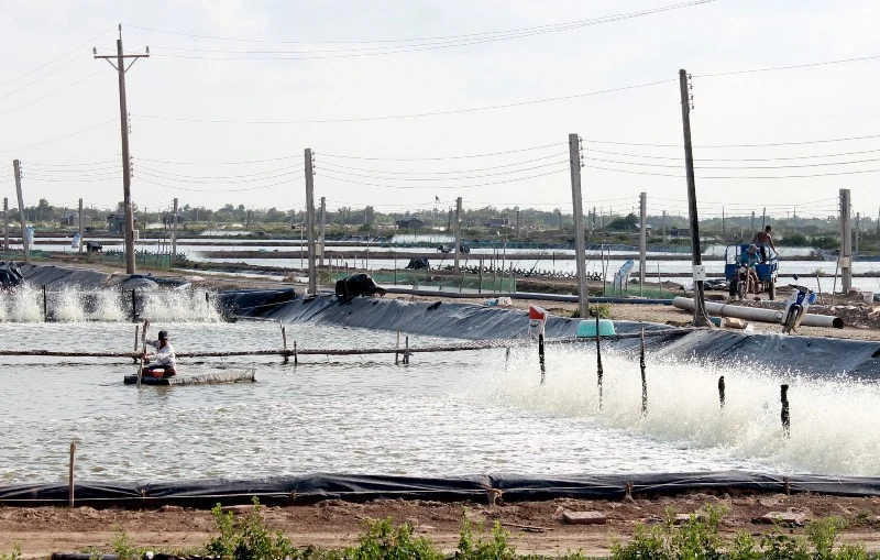 Do thời tiết bất thường, đến nay đã có hơn 1.300ha nuôi tôm ở Sóc Trăng bị thiệt hại.