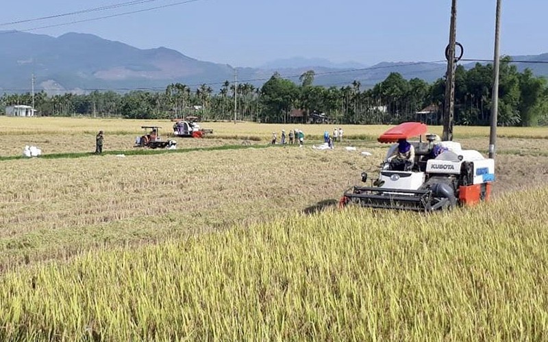 Sản xuất lúa tại Hợp tác xã nông nghiệp Ái Nghĩa (Quảng Nam).