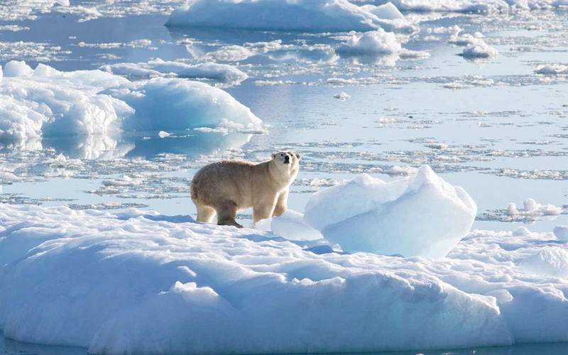 Một con gấu bắc cực ở phía đông nam sông băng Greenland. Ảnh chụp vào tháng 9/2016. (Ảnh: Thomas W. Johansen / NASA Oceans Melting Greenland /REUTERS)
