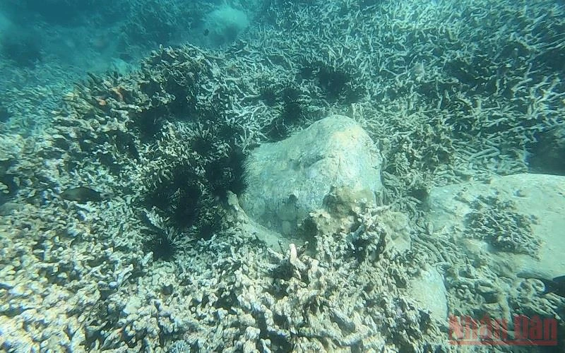 Nhím biển là loài động vật gây tác hại không nhỏ tới rạn san hô.