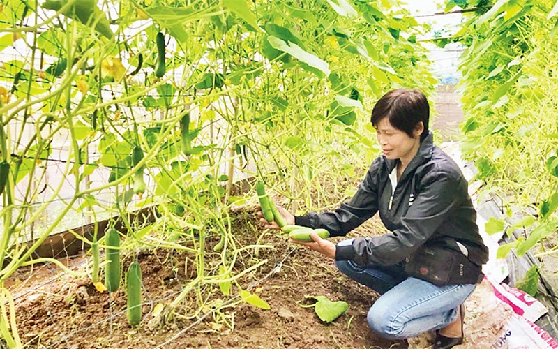 Mô hình trồng rau tại Hợp tác xã sản xuất rau hữu cơ công nghệ cao Cuối Quý, huyện Ðan Phượng. (Ảnh Ngọc Quỳnh) 