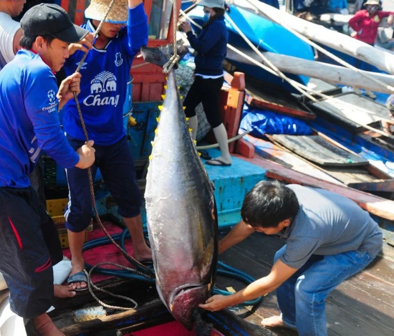 Bà con ngư dân tỉnh Phú Yên khai thác cá ngừ đại dương - một ngành kinh tế mũi nhọn, hiệu quả được tỉnh chú trọng phát triển. (Ảnh: Minh Hiếu)