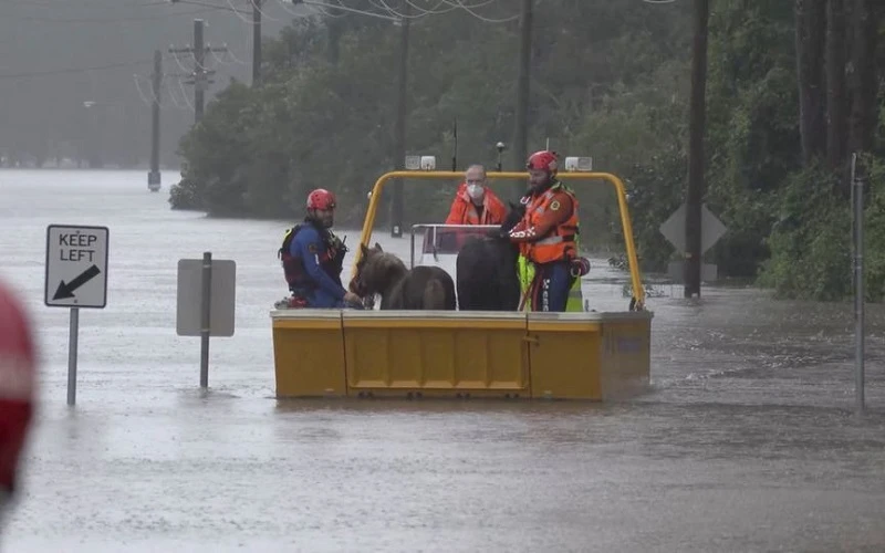 Đội cứu hộ giải cứu 2 chú ngựa con khỏi khu vực bị ngập lụt ở Milperra, Sydney, Australia ngày 3/7/2022. (Ảnh: Reuters)