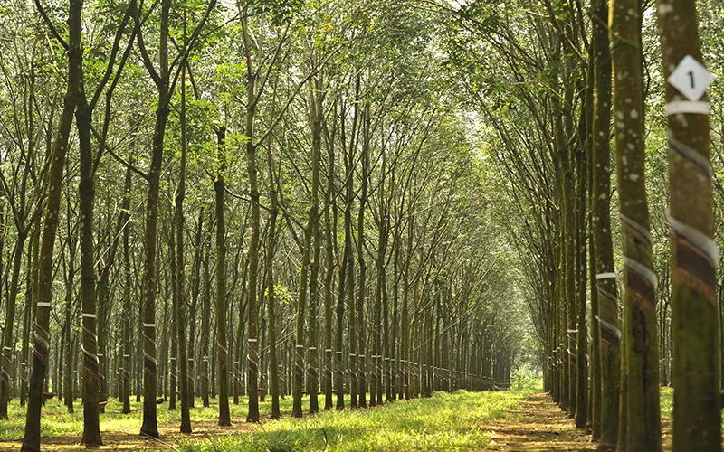 Vườn cao-su đạt chứng chỉ quản lý rừng bền vững của Công ty TNHH một thành viên Cao-su Dầu Tiếng (tỉnh Bình Dương).