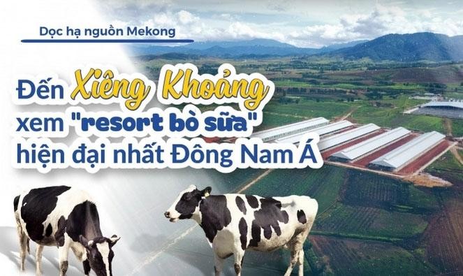 Đến Xiêng Khoảng xem 'resort bò sữa' hiện đại nhất Đông Nam Á