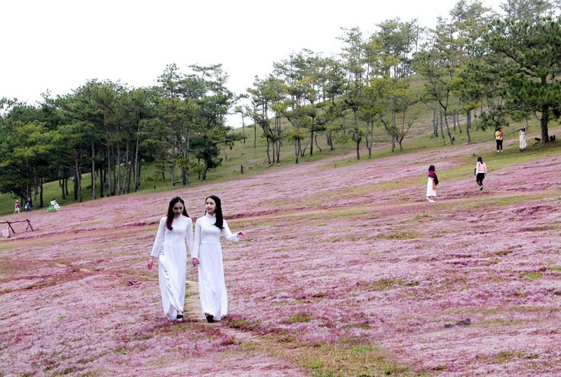 Trên thảo nguyên hồng Đankia-Suối Vàng, huyện Lạc Dương, Lâm Đồng.