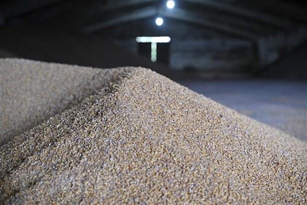 Ngũ cốc tại 1 nông trại ở vùng Odessa, Ukraine. (Ảnh: AFP/TTXVN)