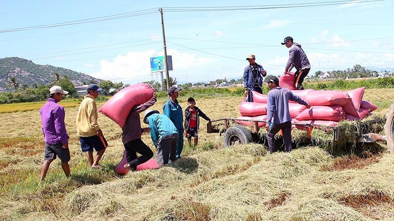 Nông dân tỉnh Ninh Thuận thu hoạch lúa hè thu năm 2022. (Ảnh: NGUYỄN TRUNG)