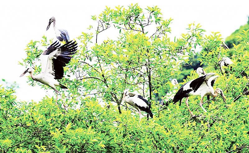 Vườn chim Thung Nham - ngôi nhà lý tưởng cho hàng vạn chú chim trú ngụ. Ảnh trong bài do Khu du lịch sinh thái Thung Nham cung cấp.