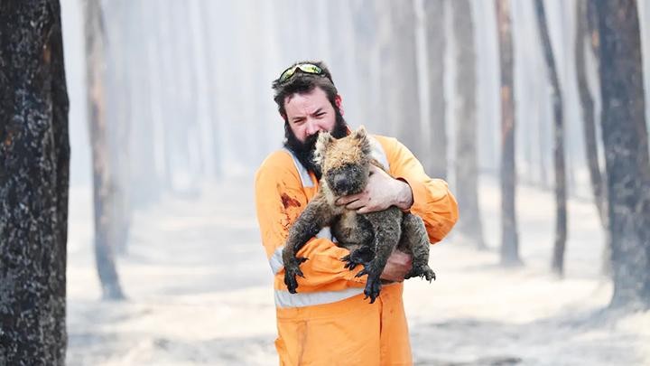 Loại gấu túi Australia đứng trước nguy cơ tuyệt chủng vì cháy rừng và các tác động khác của con người. Ảnh: AP
