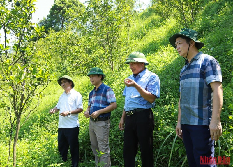 Ngành chức năng kiểm tra, đánh giá nguyên nhân cam bị vàng lá tại xã Vĩnh Hảo, huyện Bắc Quang, tỉnh Hà Giang.