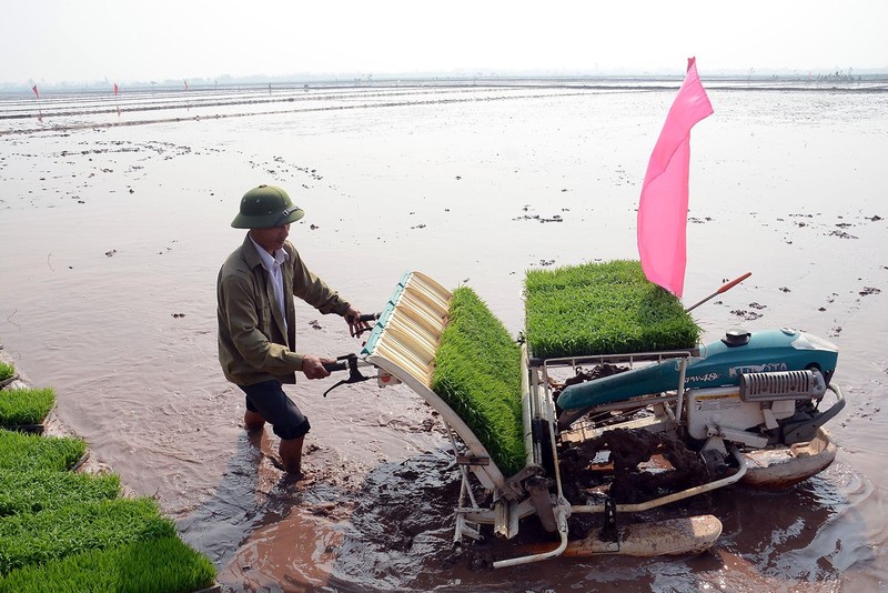 Nông dân xã Đại Thắng, huyện Phú Xuyên (Hà Nội) cấy lúa bằng máy trên cánh đồng mẫu lớn. (Ảnh BÁ HOẠT)