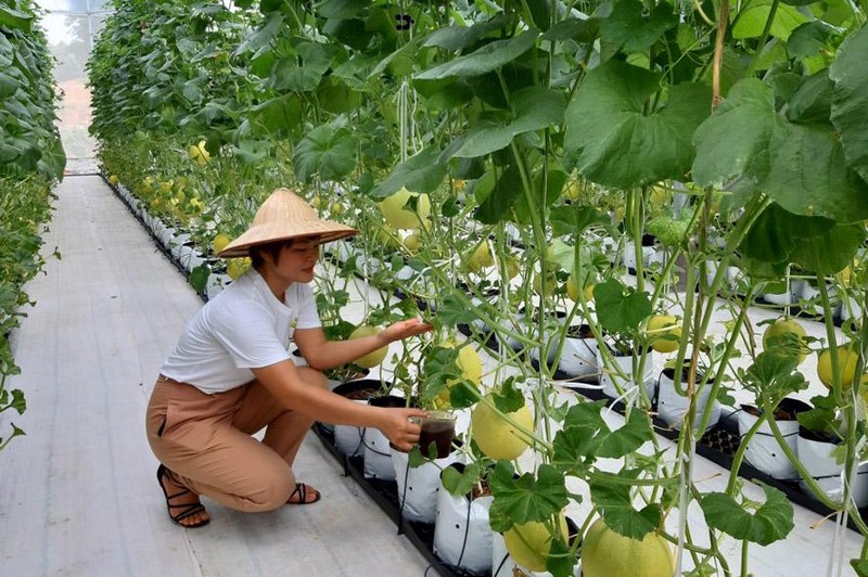 Dưa lưới của Hợp tác xã Nông nghiệp công nghệ cao Quyết Tiến (huyện Sóc Sơn) được công nhận là sản phẩm OCOP "4 sao". Ảnh: Nhịp sống Hà Nội