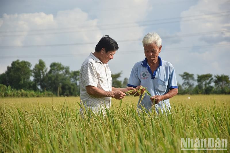 Cánh đồng lúa áp dụng bộ tiêu chuẩn SRP tại xã Bình Thành, huyện Lấp Vò, tỉnh Đồng Tháp chuẩn bị bước vào đợt thu hoạch. (Ảnh: HỮU NGHĨA)