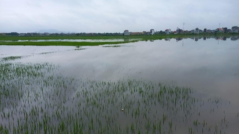 Mưa lớn kéo dài làm hàng nghìn ha lúa trên địa bàn tỉnh Hà Nam ngập nước.