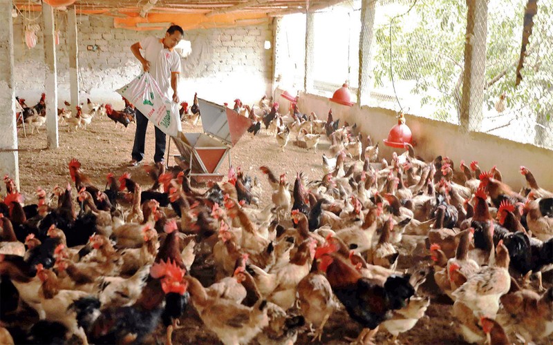 Chăm sóc đàn gà tại Trang trại chăn nuôi ở xã Thụy An, huyện Ba Vì. (Ảnh Vũ Sinh)