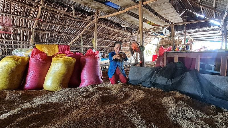 Hơn 5 tấn thóc của gia đình bà Nguyễn Thị Nga (ấp Nguyễn Tòng, xã Biển Bạch Đông, huyện Thới Bình ) bị từ chối thu mua vì không đạt chuẩn về độ ẩm.