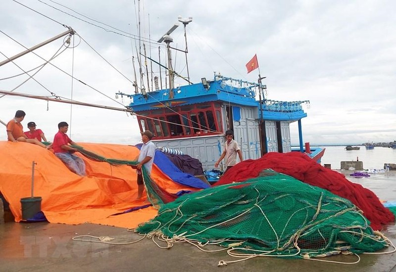 Đến chiều 25/9, tất cả chủ của 2.302 tàu thuyền với 6.136 thuyền viên của tỉnh Quảng Trị đã nhận được thông tin về bão Noru để phòng, tránh. (Ảnh: Nguyên Lý/TTXVN)