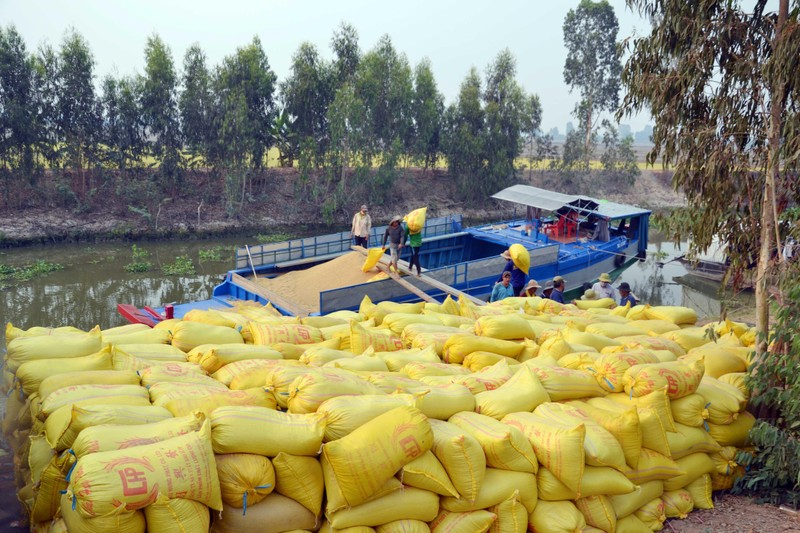 Lúa được tập kết và chờ thương lái đến mua tại huyện Tân Hưng, tỉnh Long An.