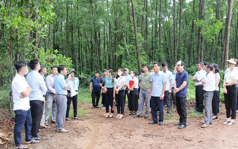Các đại biểu tham quan mô hình trồng rừng thâm canh cây keo lai có giống nuôi cấy mô và chuyển hóa rừng từ gỗ nhỏ sang gỗ lớn tại Hợp tác xã Phú Hưng, xã Hải Phú, huyện Hải Lăng.