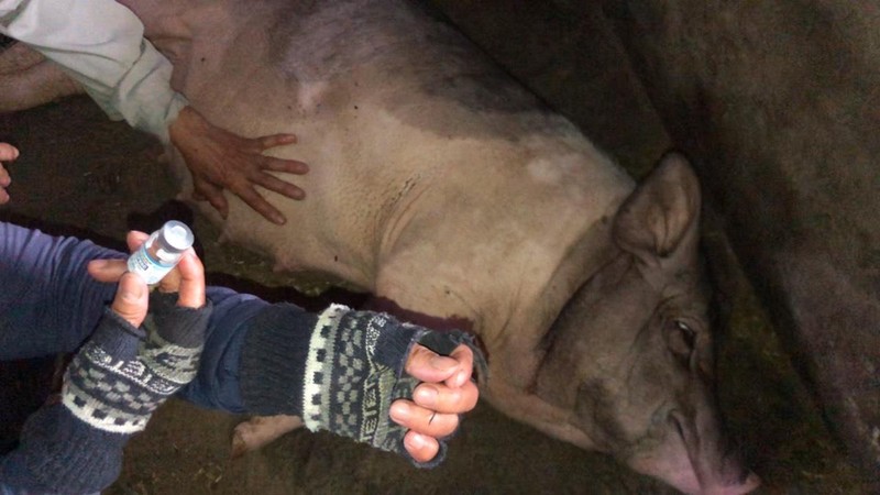 Lợn nuôi của hộ dân huyện Sơn Tịnh (Quảng Ngãi) bị chết sau khi tiêm vaccine NAVET-ASFVAC phòng dịch tả lợn châu Phi. 