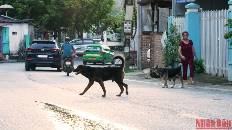Thả rông chó gây ảnh hưởng giao thông ở thành phố Cao Bằng, tỉnh Cao Bằng.
