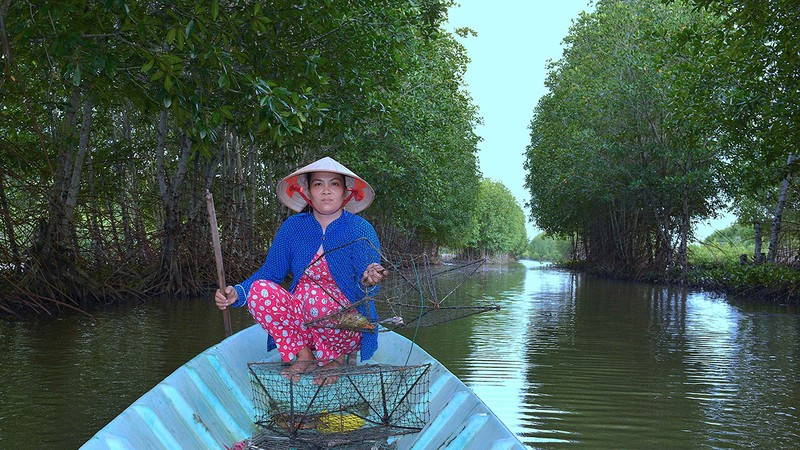 Cua Cà Mau hiện nay được nuôi nhiều trong vuông tôm dưới tán rừng ngập mặn.