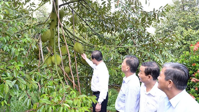 Lãnh đạo tỉnh Tiền Giang kiểm tra vườn sầu riêng đạt tiêu chuẩn xuất khẩu tại xã Ngũ Hiệp, huyện Cai Lậy, tỉnh Tiền Giang.