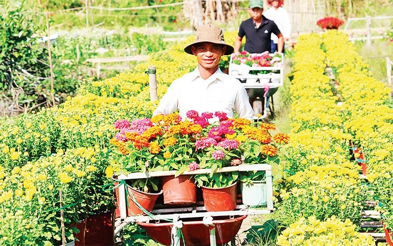 Thu hoạch hoa tại làng hoa Bà Bộ, quận Bình Thủy, thành phố Cần Thơ. (Ảnh MEKONG EXPLORER) 