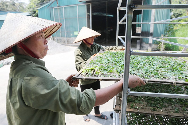 Nhân viên Hợp tác xã Sinh Dược ở huyện Gia Viễn (Ninh Bình) chế biến dược liệu. (Ảnh TRẦN GIANG)