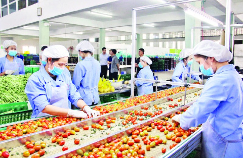 Lựa chọn, phân loại nông sản của các đơn vị liên kết sản xuất tại Công ty TNHH Sản xuất và Thương mại nông sản Phong Thúy (huyện Đức Trọng, Lâm Đồng).