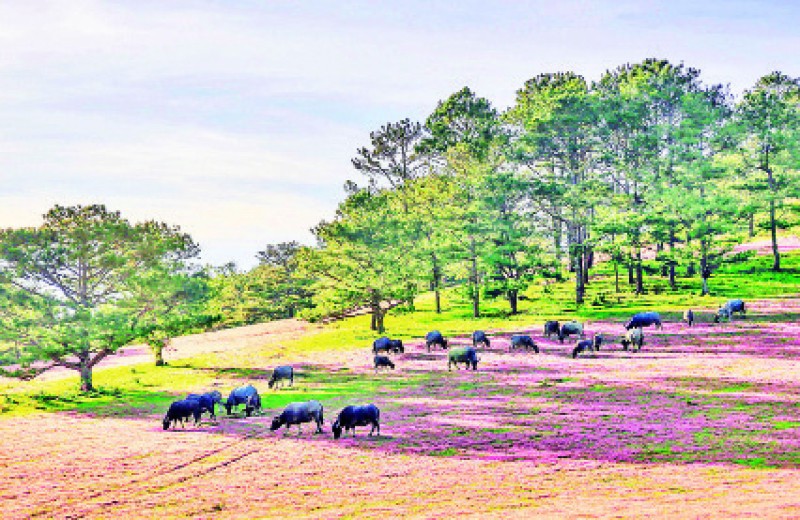 Đàn trâu được thả trên đồi cỏ hồng dưới chân núi Lang Biang. 