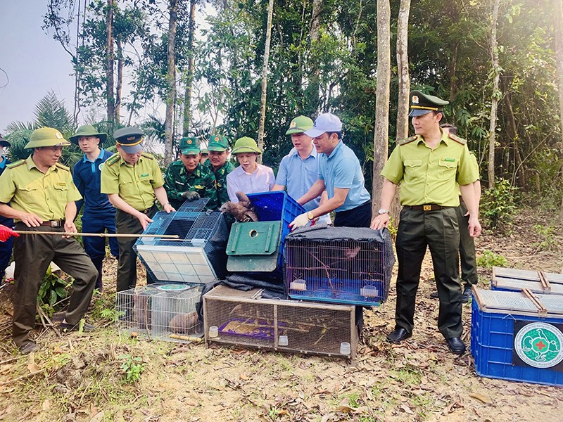 Lực lượng chức năng Vườn quốc gia Vũ Quang (Hà Tĩnh) thả các cá thể động vật hoang dã, quý hiếm về rừng. (Ảnh NGUYỄN SƠN)