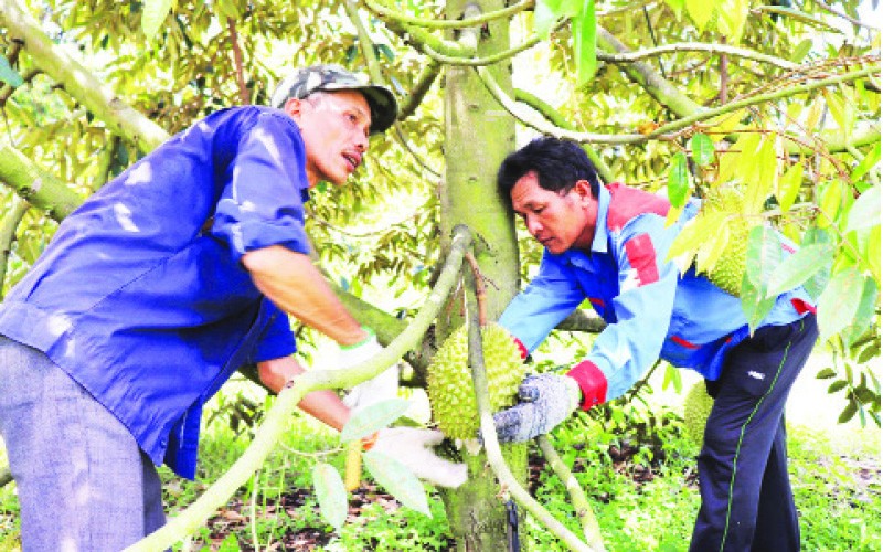 Hiện nay, diện tích trồng sầu riêng tại tỉnh Tây Ninh khoảng 3.150ha.