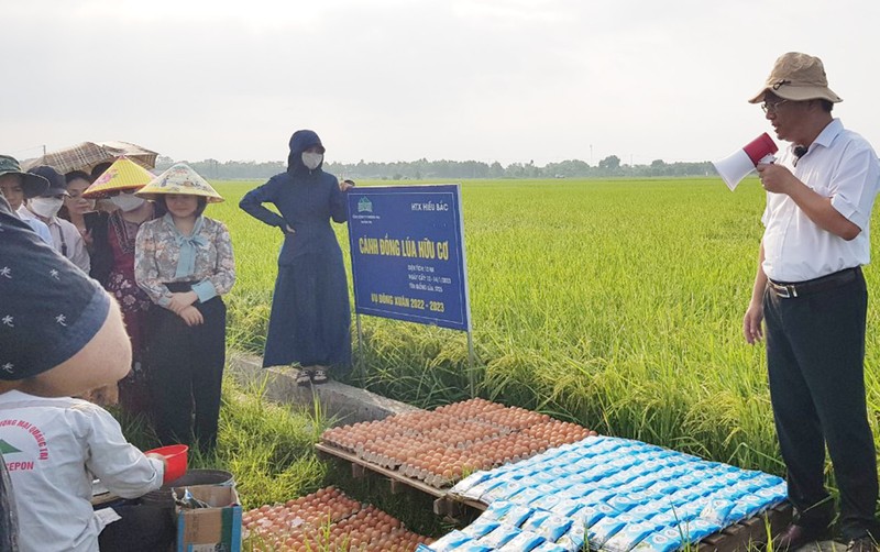 Sản xuất lúa gạo theo hướng bền vững