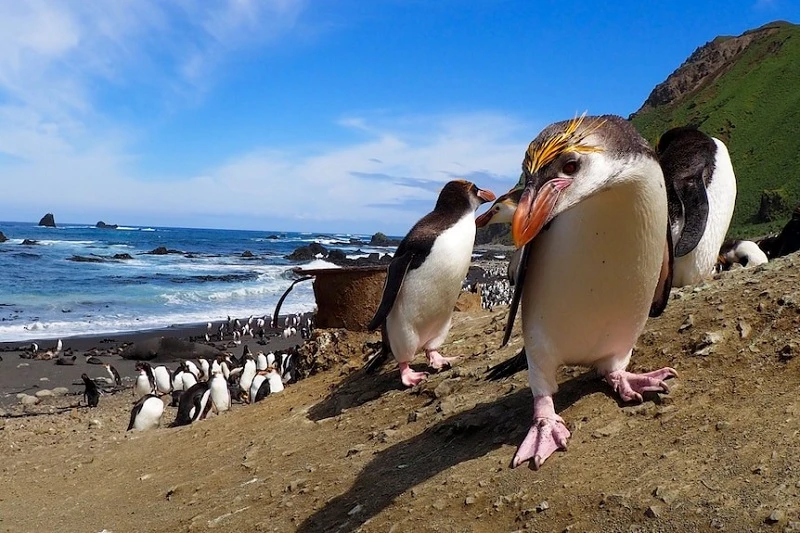 Chim cánh cụt hoàng đế sinh sản trên Đảo Macquarie. (Ảnh: ABC)