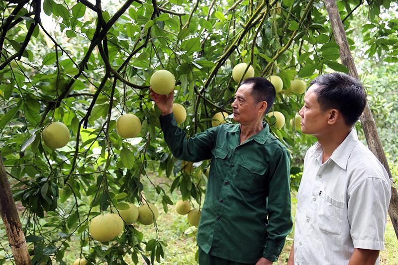 Vườn bưởi đường Soi Hà được trồng theo quy trình VietGap 