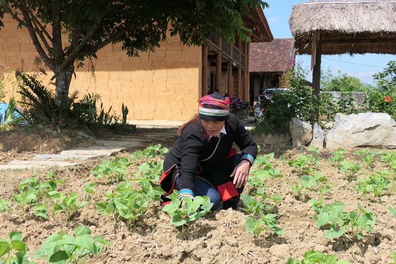 Người dân thôn Nậm Đăn, xã Quản Bạ, huyện Quản Bạ tham gia chương trình cải tạo vườn tạp.