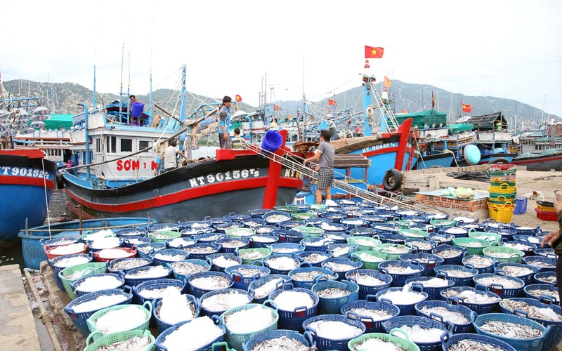 Nhiều sản phẩm có giá trị được khai thác xa bờ đem lại thu nhập cao cho ngư dân tỉnh Ninh Thuận. 