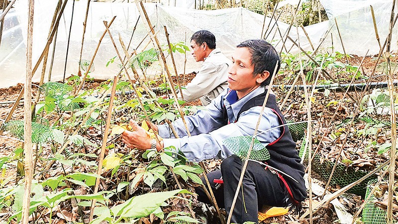 Người dân xã Tê Xăng, huyện Tu Mơ Rông chăm sóc vườn sâm Ngọc Linh. 