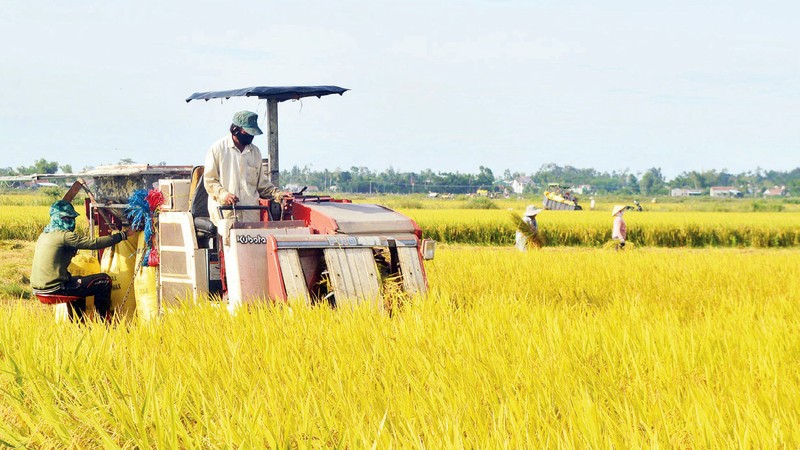 Việc hình thành cánh đồng lớn giúp nông dân Quảng Ngãi đưa máy móc vào sản xuất, giảm chi phí khâu thu hoạch lúa. 
