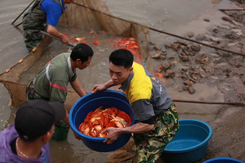 Người dân làng Thủy Trầm thu hoạch cá chép đỏ.