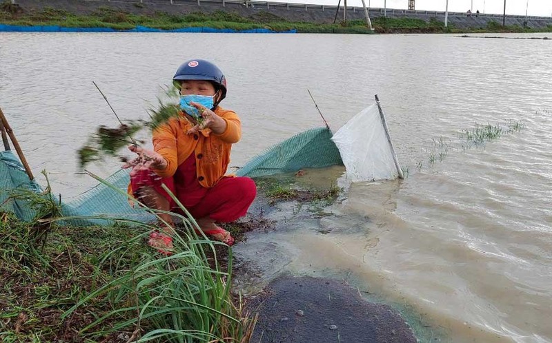 Nhiều diện tích lúa mới gieo sạ ở cánh đồng Phú Lâm, thành phố Tuy Hòa bị ngập úng, mạ lúa bị hư nổi lềnh bềnh trên ruộng.