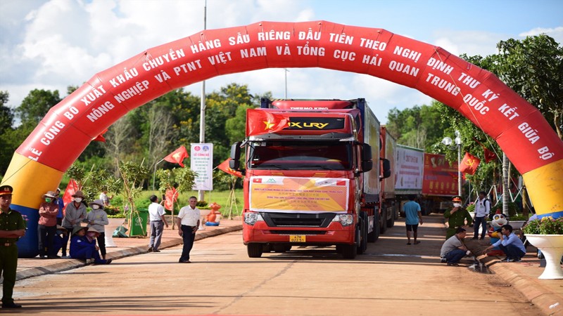 Xuất khẩu sầu riêng sang Trung Quốc.