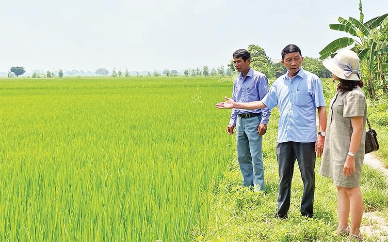 Nông dân hồ hởi tham gia mô hình lúa hữu cơ  Hiệp hội Lương thực Việt Nam
